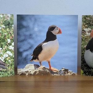 Cartes de voeux macareux - lot de 3