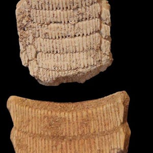 Placca dentaria fossile di razza Myliobatis – Raro fossile marino per collezione paleontologica