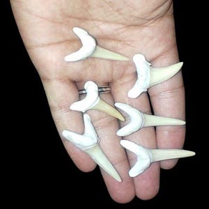 Lotto di 8 grandi denti di squalo fossili rari (acquista 8, ricevi 2 gratis) – Pezzi autentici di alta qualità dal Marocco