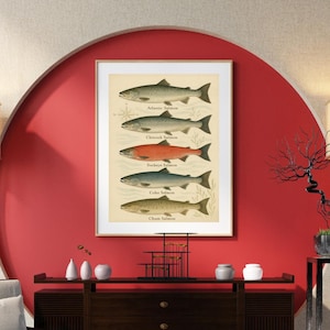 Może przedstawiać: Oprawiony, zabytkowy wydruk z ilustracjami różnych gatunków łososia: atlantyckiego, Chinook, Sockeye, Coho i Chum. Grafika przedstawia szczegółowe przedstawienia każdej ryby, z ich nazwami poniżej. Wydruk jest wyświetlany na czerwonej ścianie.