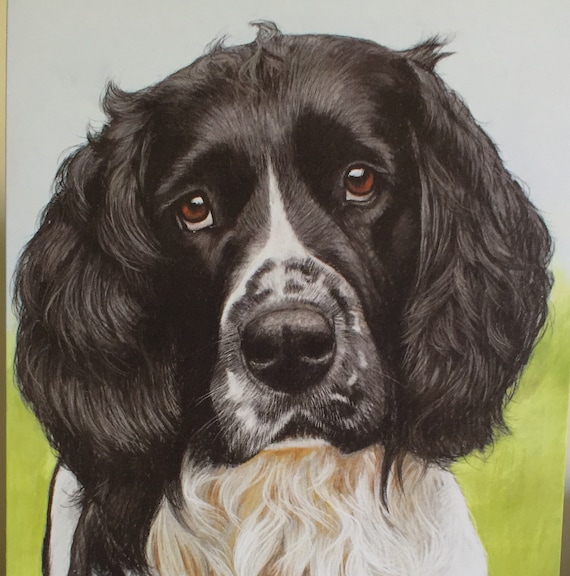 black and white springer spaniel