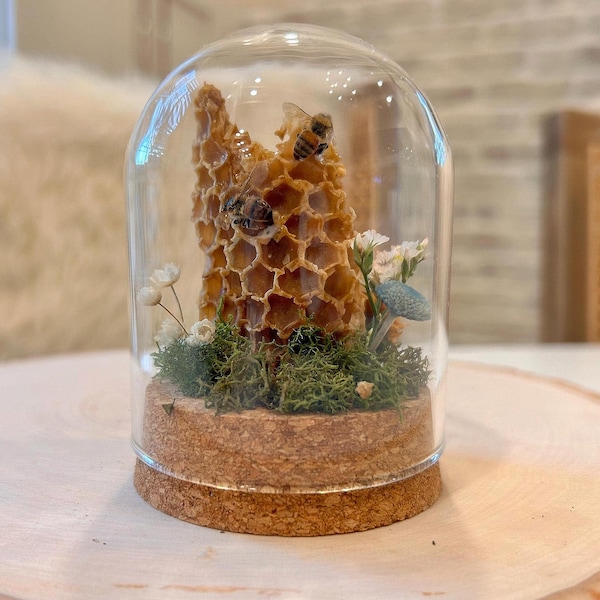 Real Honey Bee Terrarium, Miniature Insect Decor, Entomology Gift (3 inch)