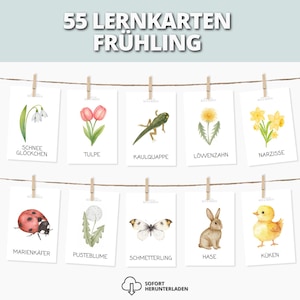 Könnte beinhalten: Eine Sammlung von Aquarell-Lernkarten für den Frühling, mit Illustrationen von Schneeglöckchen, Tulpe, Kaulquappe, Löwenzahn, Narzisse, Marienkäfer, Pusteblume, Schmetterling, Hase und Küken. Der Text "55 LERNKARTEN FRÜHLING" ist oben.