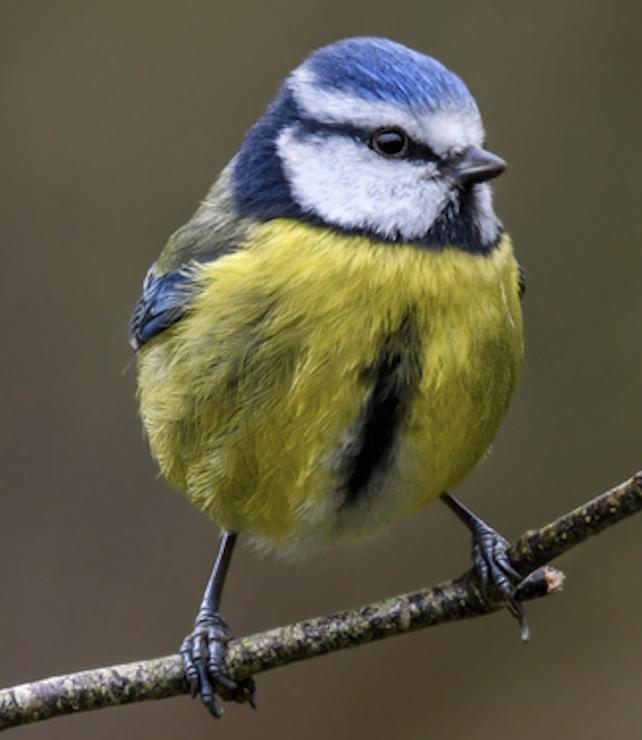 Tutorial Pnq How to Draw a Realistic Blue Tit in Coloured Pencil | Full Step-by-step ...