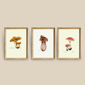 Peut inclure: Trois impressions encadrées d'illustrations à l'aquarelle de champignons. La première impression représente un chanterelle jaune. La deuxième impression représente un bolet brun avec un escargot sur le dessus. La troisième impression représente un amanite tue-mouches rouge et blanc.