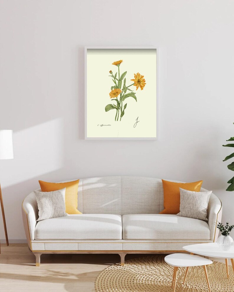 Calendula print in a white framed print on a white wall above a white couch