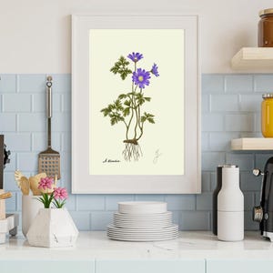 May include: A botanical illustration of a purple flower with green leaves and roots. The illustration is framed and has the text "A. blanda" at the bottom.