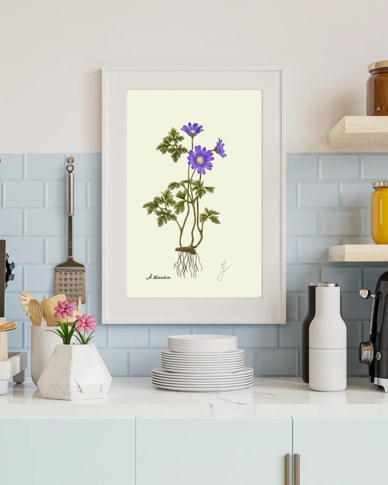 May include: A botanical illustration of a purple flower with green leaves and roots. The illustration is framed and has the text "A. blanda" at the bottom.