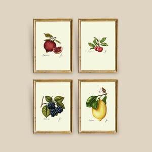 May include: Set of four botanical prints featuring illustrations of pomegranate, cherry, blackberry, and lemon. Each print is framed in a gold frame and has a white background.