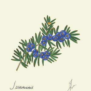 Juniper print original drawing