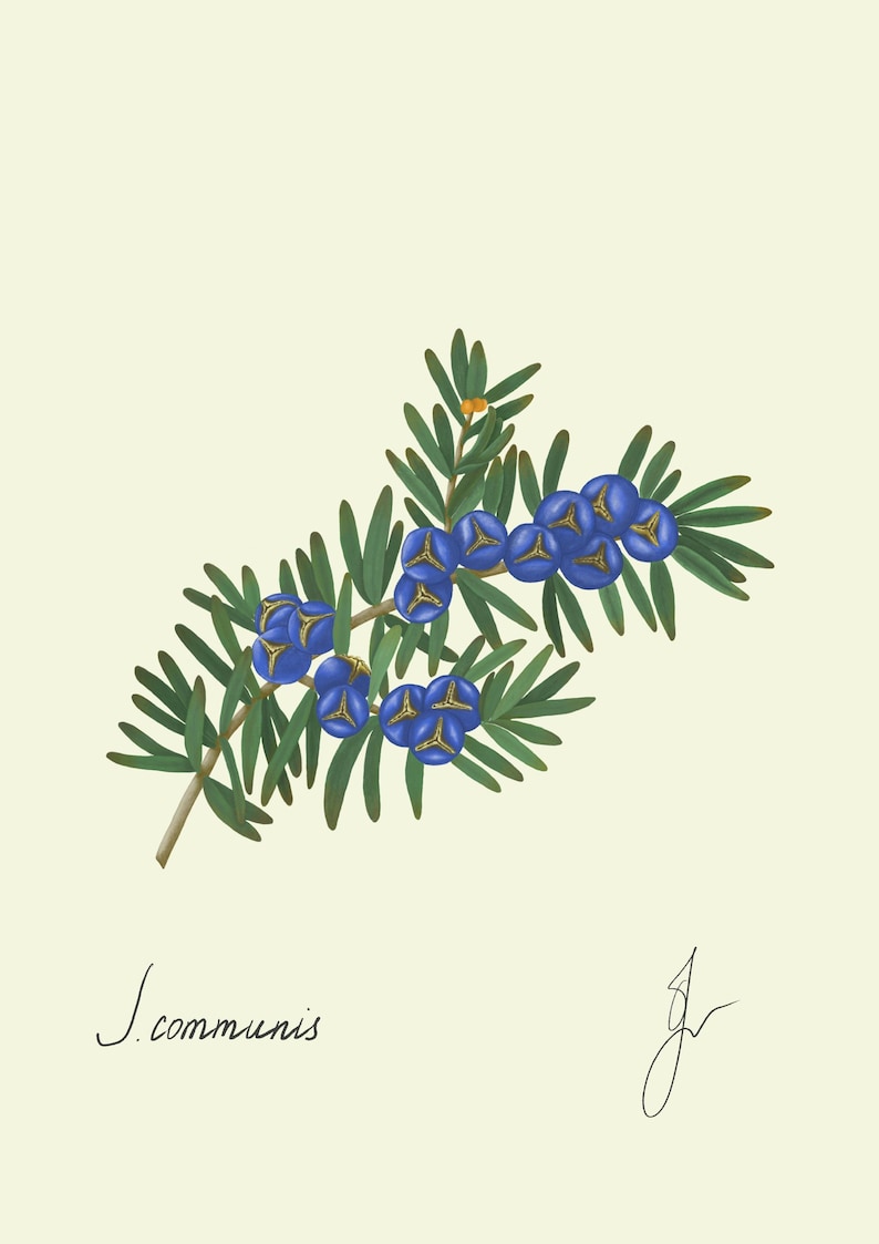 Juniper print original drawing