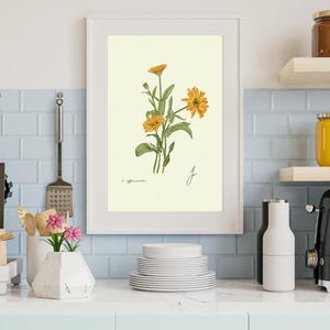 Calendula print in a white frame on a kitchen wall