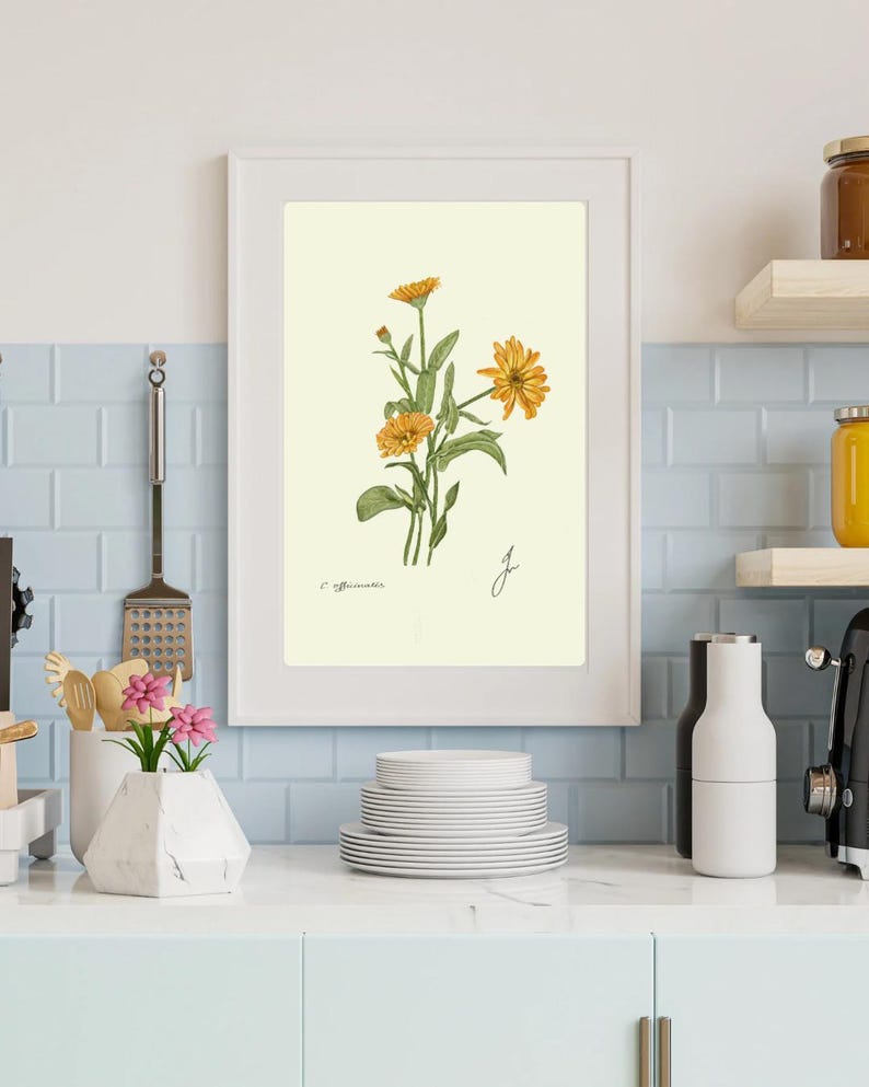 Calendula print in a white frame on a kitchen wall