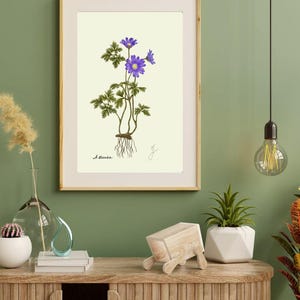Anemone print in a wooden frame with white passpartout hanging on a green wall above the dresser