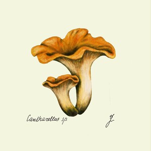 Chanterelle print original drawing