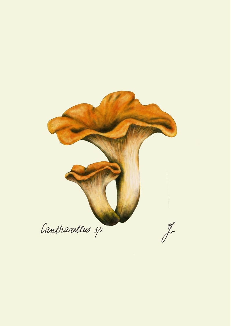 Chanterelle print original drawing