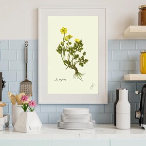 Ranunculus print in a white frame on a kitchen wall