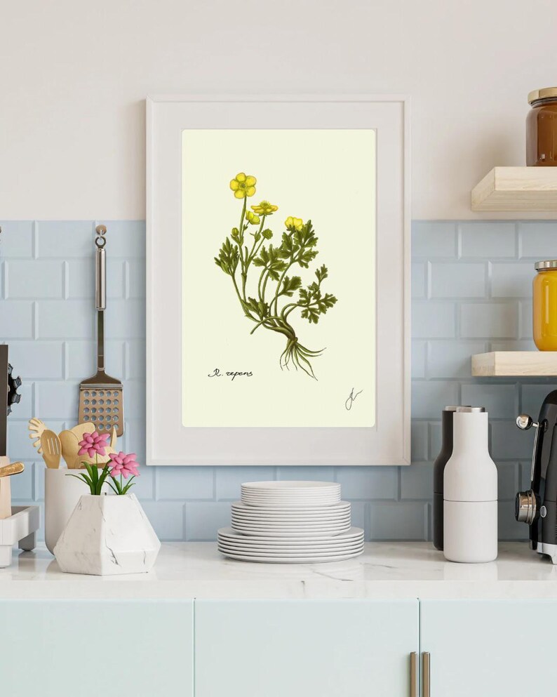 Ranunculus print in a white frame on a kitchen wall