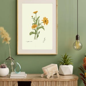 Calendula print in a wooden frame with white passpartout hanging on a green wall above the dresser