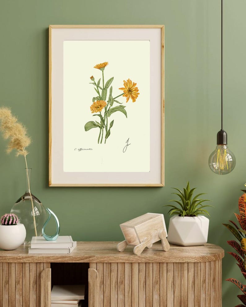 Calendula print in a wooden frame with white passpartout hanging on a green wall above the dresser