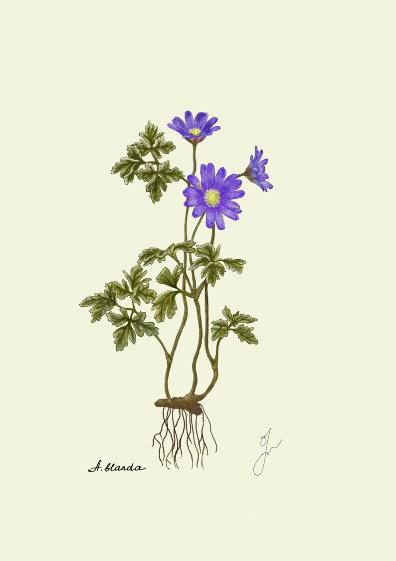 Anemone print