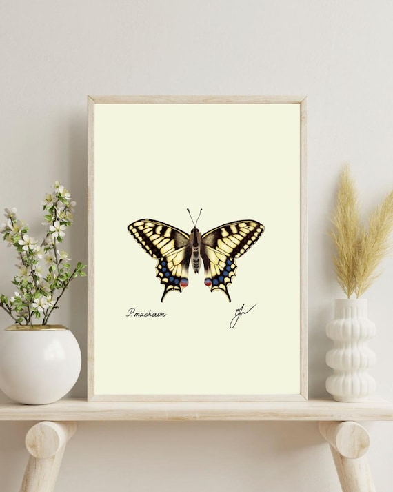 Machaon Butterfly Print: Vintage Naturalist Illustration (Digital Download)
