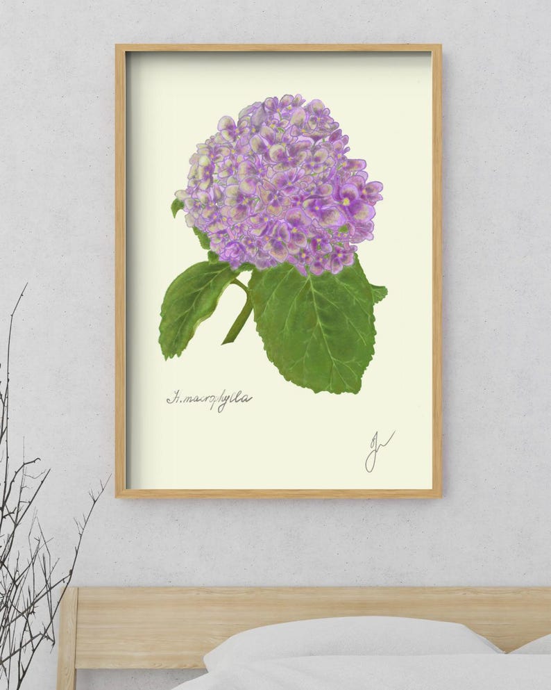 Hortensia print in a wooden framed print above a bed