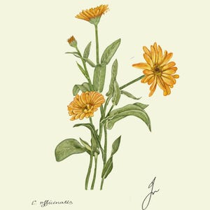 Calendula print original drawing botanical art