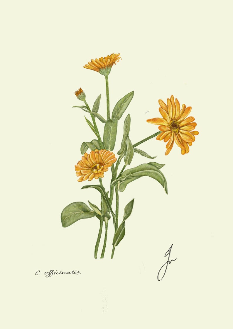 Calendula print original drawing botanical art
