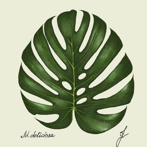 Monstera print original drawing