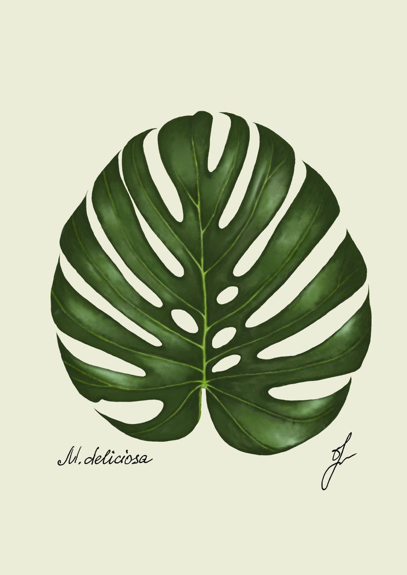 Monstera print original drawing