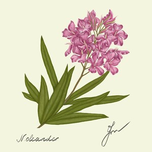 Oleander print original drawing