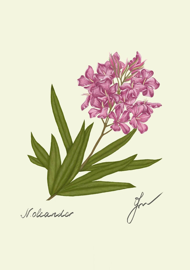 Oleander print original drawing