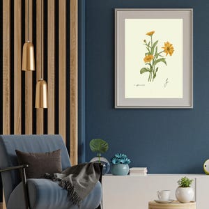 Calendula print in a white frame with passpartout hanging on a blue wall