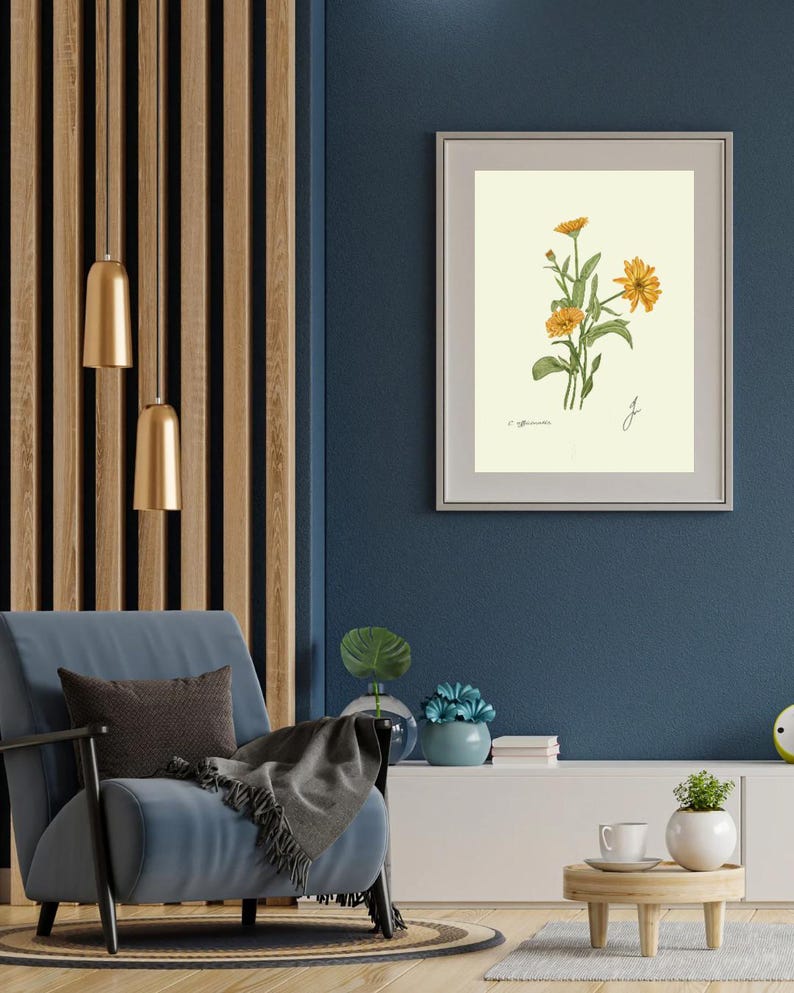 Calendula print in a white frame with passpartout hanging on a blue wall