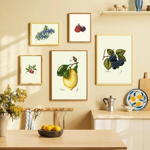 Botanical Fruit Prints: Kitchen Dining Room Wall Art (Digital Download) image 2
