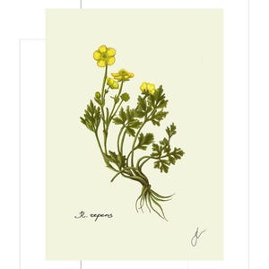 Ranunculus print example as card