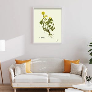 Ranunculus print in a white framed print on a white wall above a white couch