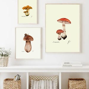 Mushroom Prints: Botanical Fungi Art, Forager Kitchen Decor (Digital Download) image 8