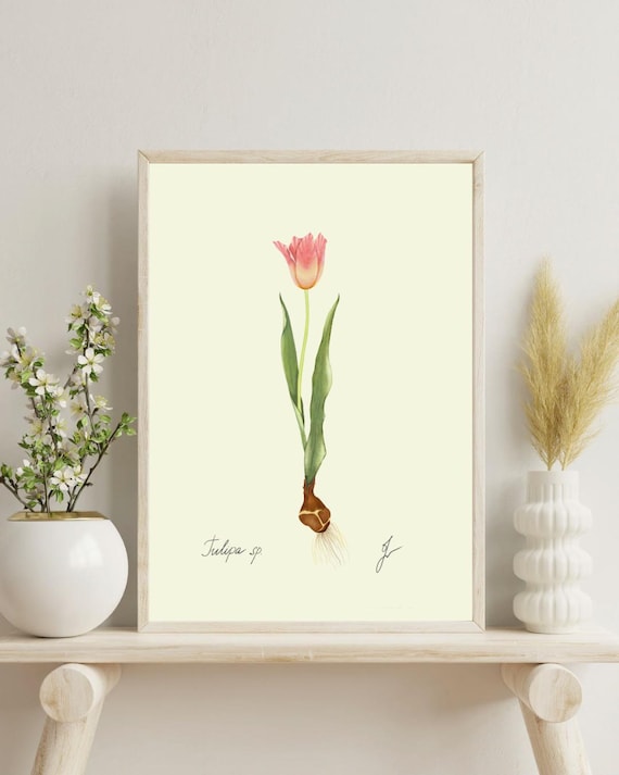 Vintage Tulip Print: Botanical Spring Wall Art (Digital Download)