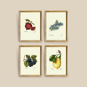 May include: Set of four botanical illustrations in gold frames. Each illustration features a different plant: pomegranate, rosemary, blackberry, and lemon. The illustrations are in a watercolor style and have a vintage aesthetic.