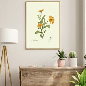 Calendula print in a wooden frame hanging on a white wall