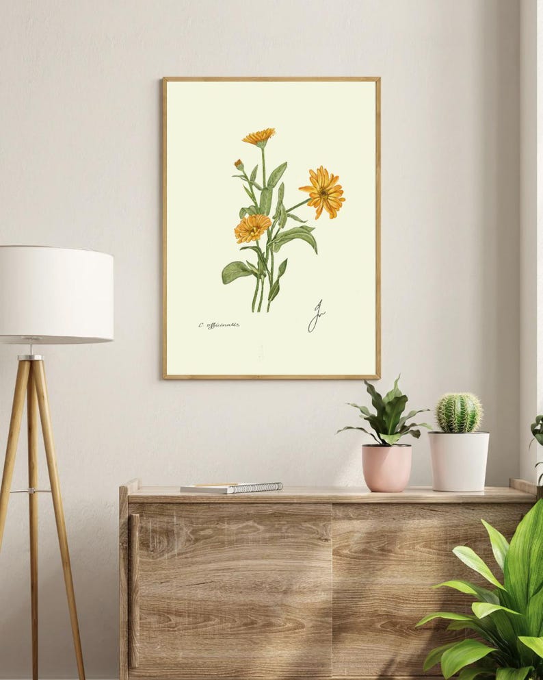 Calendula print in a wooden frame hanging on a white wall