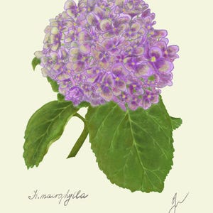 Hortensia print original drawing