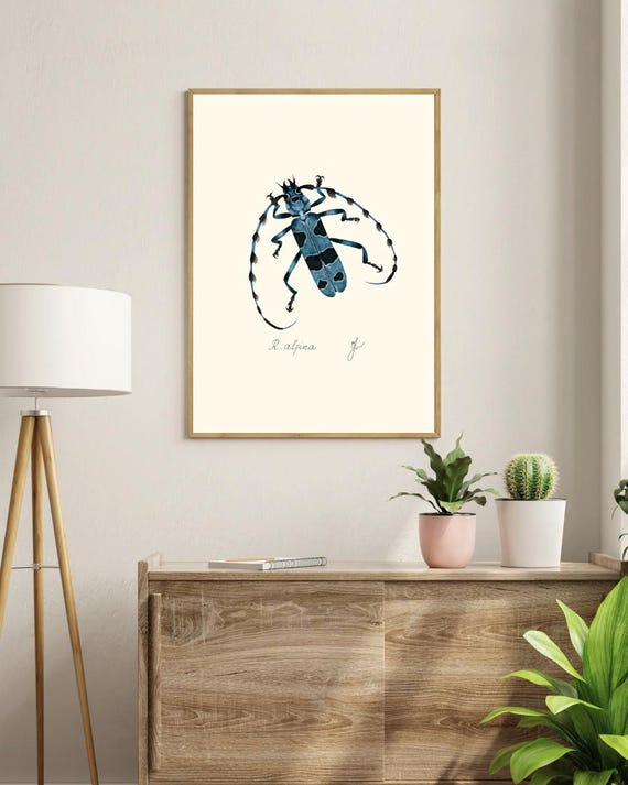 Rosalia Alpina Beetle Print: Entomology Art, Scientific Illustration (Digital Download)