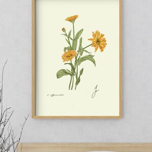 Calendula print in a wooden framed print above a bed