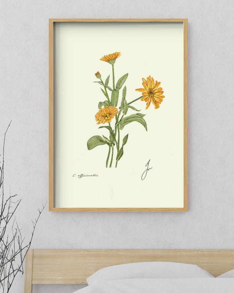 Calendula print in a wooden framed print above a bed