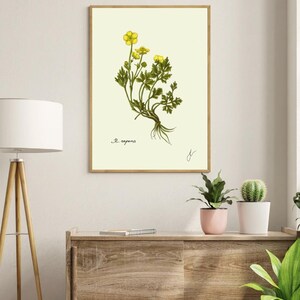 Ranunculus print in a wooden frame hanging on a white wall