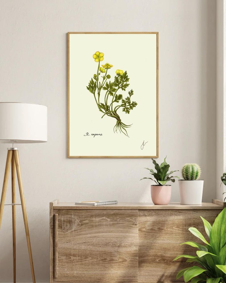 Ranunculus print in a wooden frame hanging on a white wall
