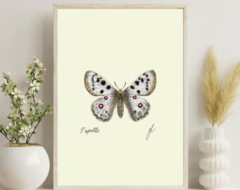 Apollo Butterfly Print | Naturalist Entomology Art Digital Download